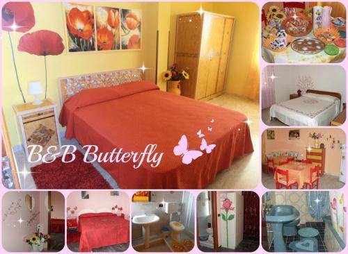 B & B Butterfly